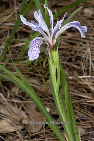 iris hartwegii ssp hartwegii 2 graphic